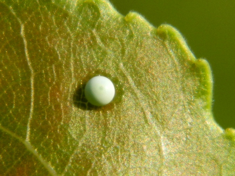 Pterostoma palpina - Ciclo vitale